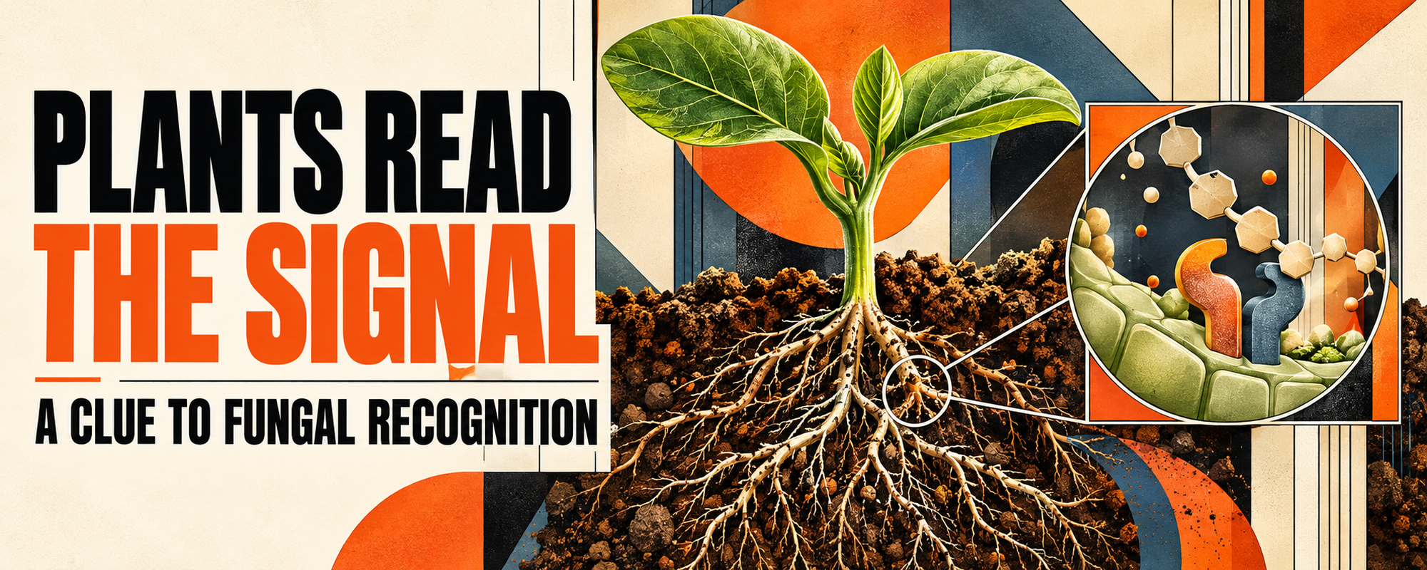 Editorial illustration of a legume seedling and a conceptual receptor recognition inset; not an exact molecular model.